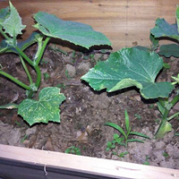 ��������ֻ���