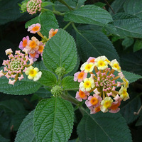 ����ܺóԵ�����