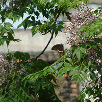 ����·����ܤ��ˮСŪ