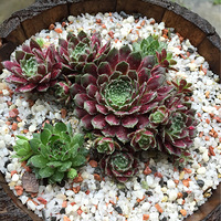 ���������Ҳͣ��������