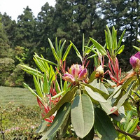 ����S7֮��̨����ɭ�ֹ�԰�ž黨