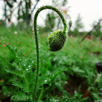 ����ֲ��԰