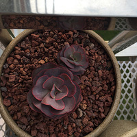 ����Ҳ��ɹɹ