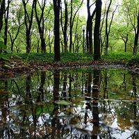 �Ϻ���ɭ�������������--������ľ�����Ӱ�������