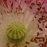 ΢��--�۷��ʢ��