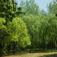 ʱȥ