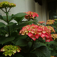 ��ɫ����