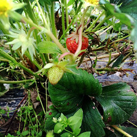 ����һ��