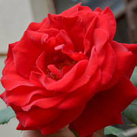 �¼�����