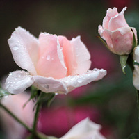 ����ֲ��԰���ʻ�