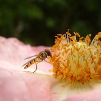 �����ݲ�