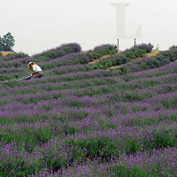 2016������޹�²���ɫ������