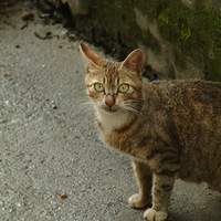 �ϼ��˵Ļ���----��դ��