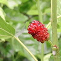 �����ɣ�������ƣ�ɣ驾ƣ�ɣ�ؾƣ�������