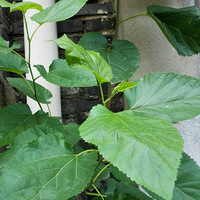 ɣҶ�����ϱ������