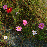 �����ӵ�ñ��