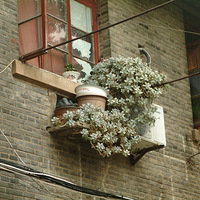 �����������į