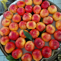 ���������ȳ���