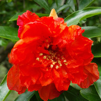 ʯ�񻨿����ڽ���