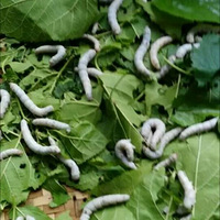 �ϱ�������ɽ�ˡ�