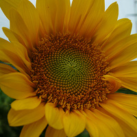 ֲ��԰�����ݲ�