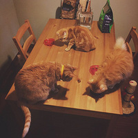 �����ϵİ�����