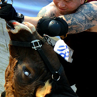 ������ţ