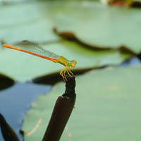 �����˯��