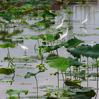 �����������ء�