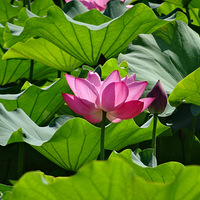 ӳ�պɻ�������