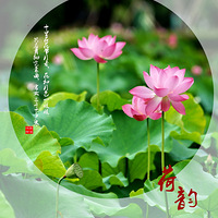 ���������ļ�Ƭ�������š��񡿡�����