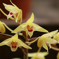 ��Ƥʯ����