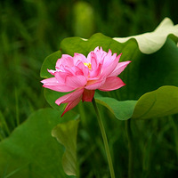 ������ʪ�� �ɻ�