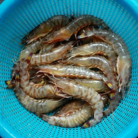 ���ƻ�ΧϺ��