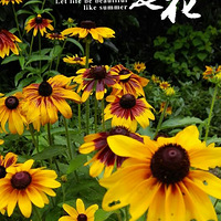 ֲ��԰����