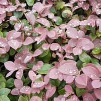 ��¶����