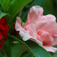 ���ɺ͸�ɣ��