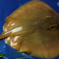 ë���չ�����