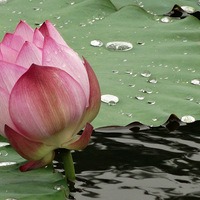 �����ĺ�