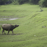 �²���������������̬����ŷ�޲