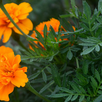 ����С��