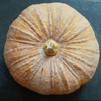 ���Ϲ��̶���