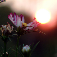 Ϧ������