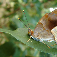 ���ƻ��ϵ����ʹ���˫��