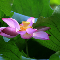 ���������޹�԰�ɻ�����