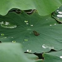 ���պ���