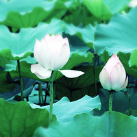 ���͵��������