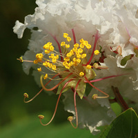 ��ޱ����