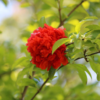 ���ȵ��ļ�����ȴ����������һ˿������