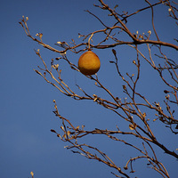 ��ʵ����